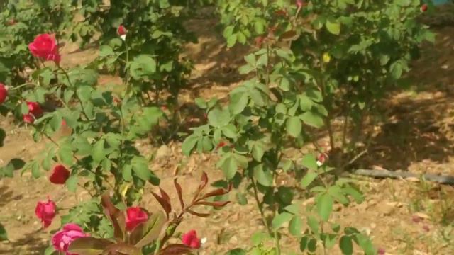 Visit to National Horticultural Fair at ICAR-Indian Institute of Horticultural Research, Bangalore смотреть онлайн