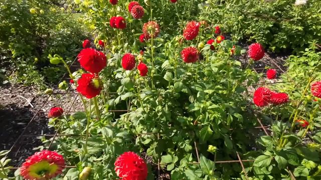 DAHLIA GLOW IN PARK VORDENSTEIN 2022 смотреть онлайн