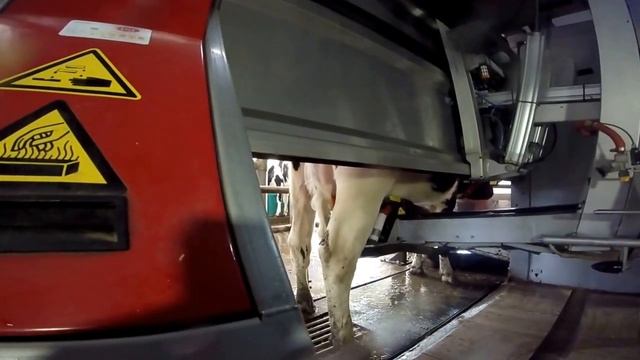 Lely Astronaut в действии