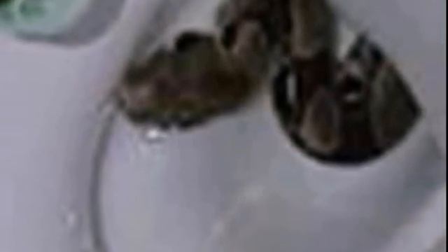 Snake from a toilet bowl bite woman in Singapore Змея из унитаза укусила женщину смотреть онлайн