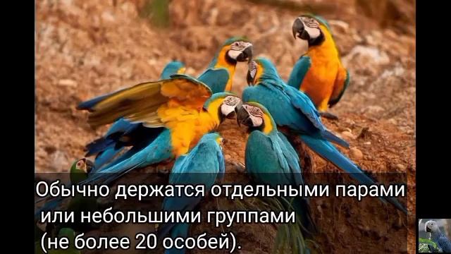 Сине - жёлтый ара (англ. Blue-and-yellow macaw) смотреть онлайн