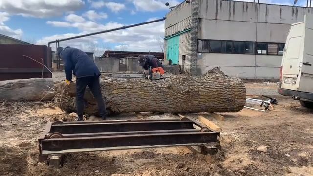 История одного тополя или просто залипательное видео смотреть онлайн