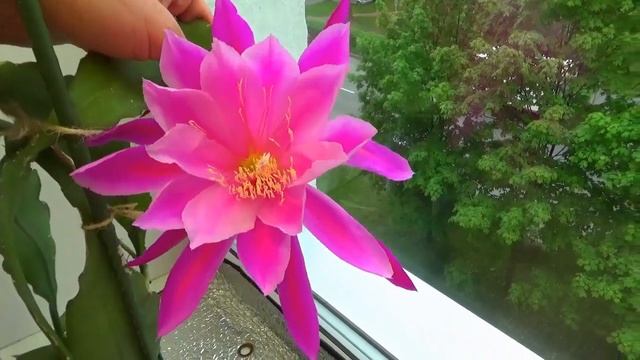Цветение сортовых Эпифиллумов/Epiphyllum Ambrosia/ Epiphyllum Dr/ Rudi Dorsh смотреть онлайн