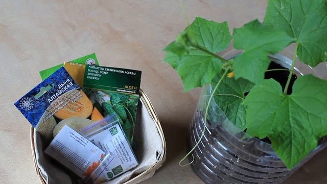 СУПЕР СПОСОБ ЗАКАЛИВАНИЯ СЕМЯН ОГУРЦОВ И ТЫКВЕННЫХ ! ПРОГРЕВАНИЕ СЕМЯН ПЕРЕД ПОСАДКОЙ ! смотреть онлайн