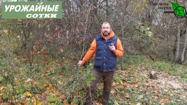 ЭТО ДЕРЕВО ЗАЩИТИТ ОТ МЫШЕЙ, ХРУЩА, СЛИЗНЕЙ И ДРУГИХ ВРЕДИТЕЛЕЙ. ЧЕРЕМУХОВАЯ МУЛЬЧА! смотреть онлайн