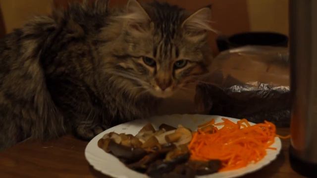 Моисей и корейская морковка смотреть онлайн