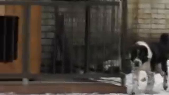 среднеазиат Морган смотреть онлайн