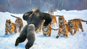 Самые Сильные Животные в Мире