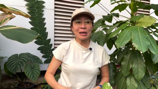 Ep.14 I เปิดกรุ Syngonium! 30 กว่าต้นมีอะไรบ้าง? смотреть онлайн
