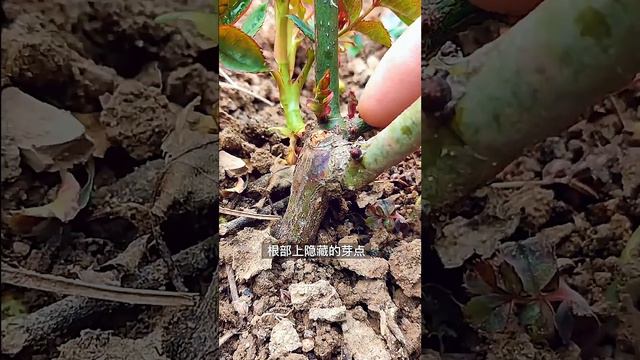 让月季多发芽 смотреть онлайн