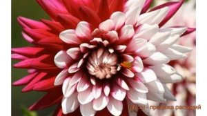 Георгина декоративная Ребекказ Уорлд (dahlia) ? обзор: как сажать, луковицы георгины Ребекказ Уорлд