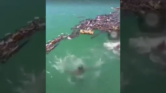 Премия Дарвина