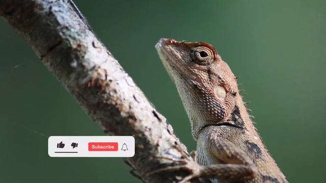Учим Животных на английском Корова Динозавр Лошадь Тигр Змея Развивающие Мультики для Детей смотреть онлайн