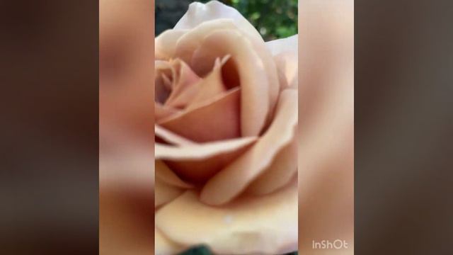 🌹Троянда «Мока роза»😍 смотреть онлайн