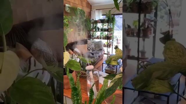 Jungle at home #planting #gardening #plants #garden #flowers #nature #plant #plantsofinstagram смотреть онлайн