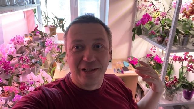 мой БОЛЬШОЙ ПОЛИВ ОРХИДЕЙ как поливаю орхидеи фаленопсисы смотреть онлайн
