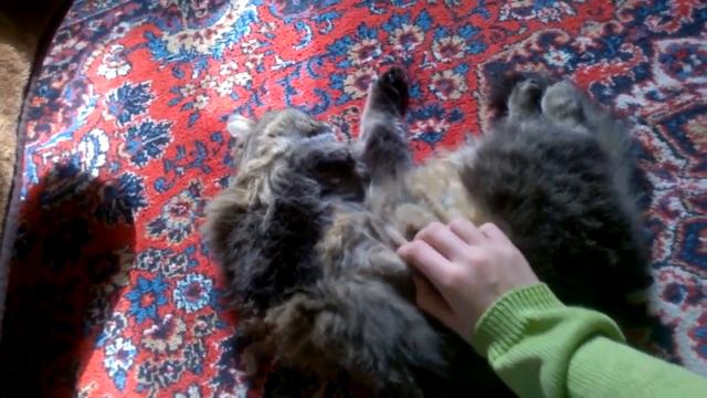 Кошка пузо чух-чух-чух смотреть онлайн