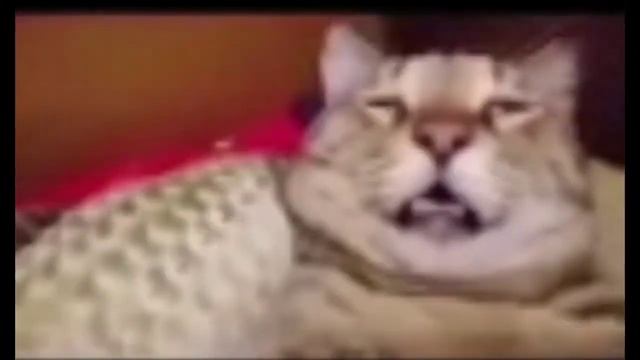 неееет!! котик!!! смотреть онлайн