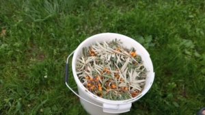 Чай из листьев облепихи