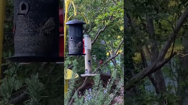 The sparrow and the red cardinal bird смотреть онлайн
