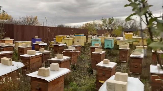 Ветер валит улья. Вот почему нужно снимать вторые корпуса в зиму. смотреть онлайн