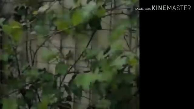 Kaulah pokok anggurku смотреть онлайн