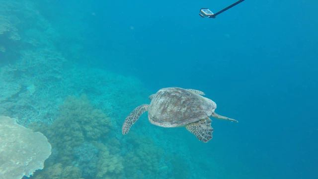 Sea Tortoise Great Barrier Reef WhitSunday смотреть онлайн