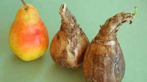 Амариллис — уход в домашних условиях после цветения