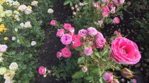 Сорта роз! Шоне Кобленцерин! Частный питомник Тимофей.