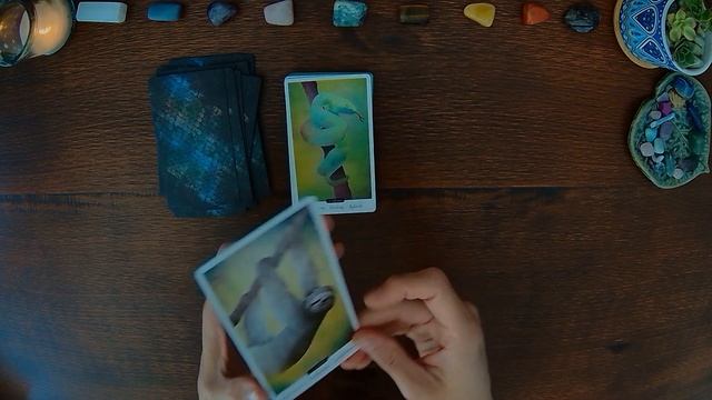 ? New Animal Oracle Deck ? FAMILIAR FIELD ORACLE ? Unboxing & Flip Through ? смотреть онлайн