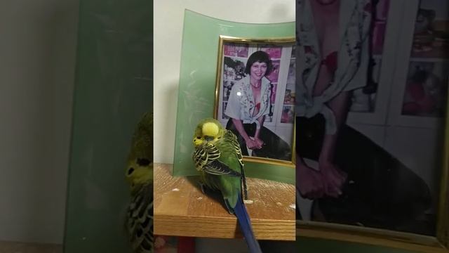 волнистый попугай Кеша опять спит смотреть онлайн