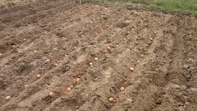 Как сажать картофель смотреть онлайн