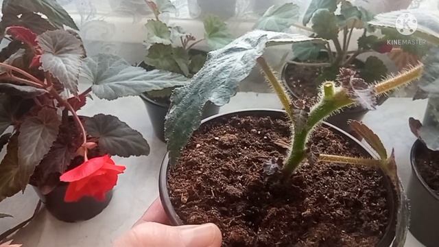 Надо ли делать прищипку ампельным бегониям? Как правильно это сделать?