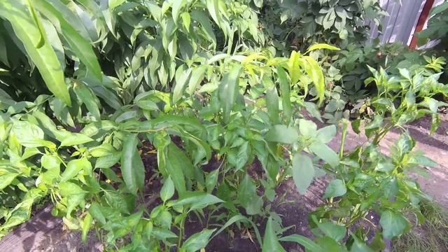 Наш сад и огород в июле/Борьба с сорняками смотреть онлайн
