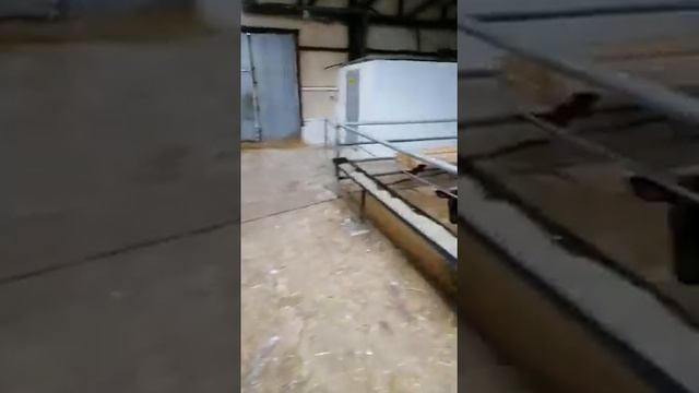 продажа бычков холмогоров от ц месяцев 89021269981.вацап вайбер смотреть онлайн