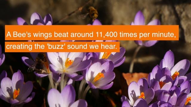 Why Do We Need To Conserve Bees? смотреть онлайн