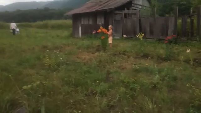 Посадили разноцветные лилии перед домом смотреть онлайн