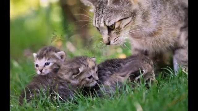 Биология 8 класс Домашние хищные звери  Кошки