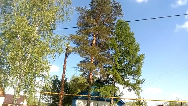 ПОДРОБНОЕ ВИДЕО УДАЛЕНИЯ СОСНЫ смотреть онлайн