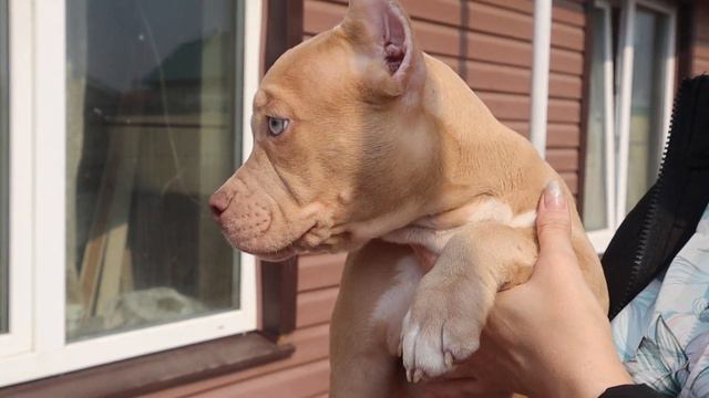 ПРОДАЕТСЯ ЩЕНОК АМЕРИКАНСКИЙ БУЛЛИ В ПИТОМНИКЕ BUIIY KING! смотреть онлайн