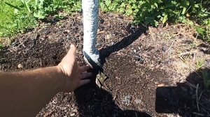 Вишня не растёт, погибает в Подмосковье. Причина, личный опыт «горький».