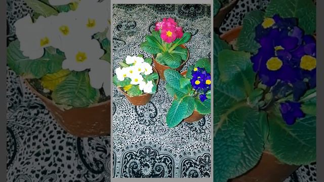 Гулдор жонундо маалыматтар. смотреть онлайн