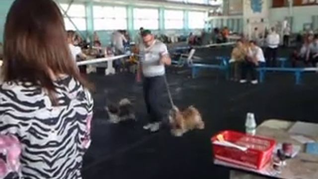 Ши-тцу выставка CAC Мариуполь 29.04.2012 смотреть онлайн