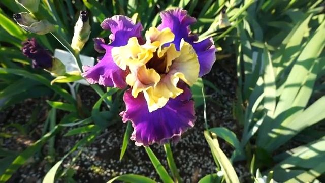 Ирис CAFE D AMUR смотреть онлайн