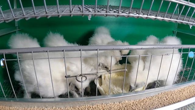 Китайская шёлковая кура - как меня ОБМАНУЛИ /chicken Silkie цыплята/питомник МАРИ МИСТИК хобби птиц смотреть онлайн