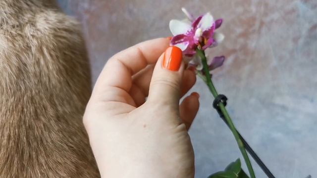 Phal. Jia Ho Summer Love - первое цветение, азиатский фаленопсис, ароматная орхидея мультифлора смотреть онлайн