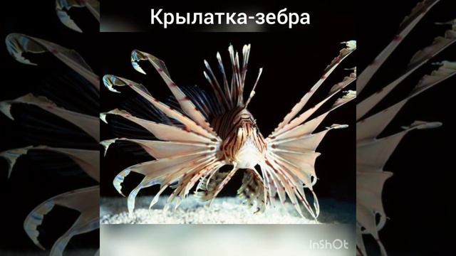 Яркие краски подводного мира смотреть онлайн