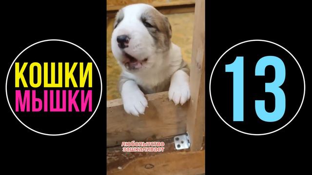 Приколы с Животными // Смешные Видео с Животными #13