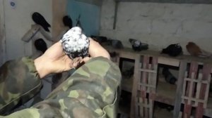 Обзор голубей Горб Сергея декабрь 2019 г. часть 1.