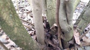 Весенняя обрезка сирени??✂️